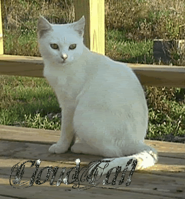ShadowClan Profiles | Page 1 | ...