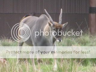 http://i474.photobucket.com/albums/rr101/jrbdad/IMG_0983.jpg