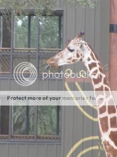 http://i474.photobucket.com/albums/rr101/jrbdad/IMG_0985.jpg