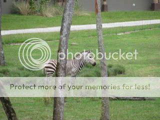http://i474.photobucket.com/albums/rr101/jrbdad/IMG_1157.jpg