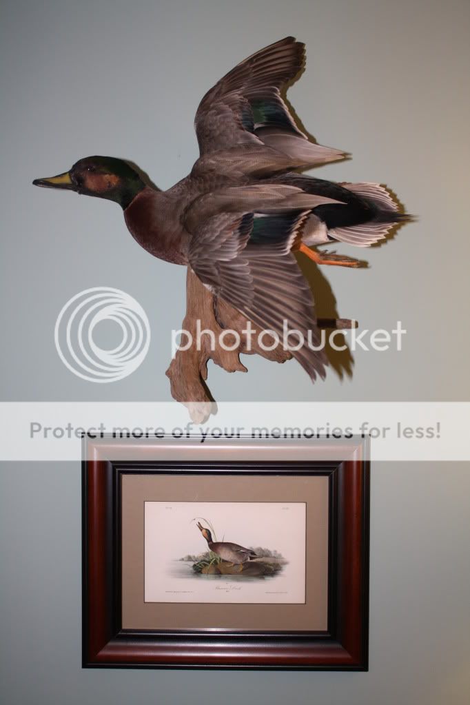 How rare are Brewers Ducks? Page 2 Refuge Forums