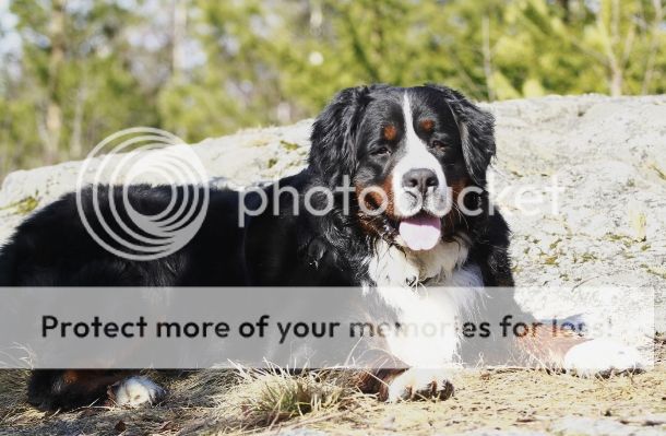 photo 0d00b8e7-25a5-4e42-8242-13c7e1298a12_zpsae821b18.jpg