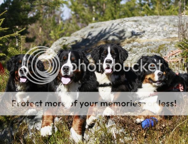 photo d1d6fd1b-7982-4f23-87a0-35aa242d250e_zps26f4d429.jpg