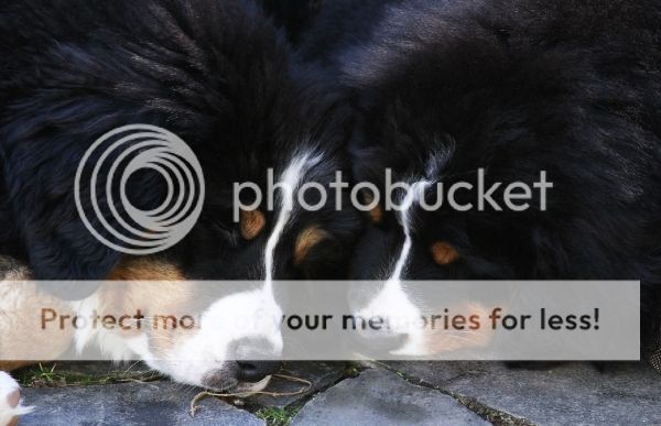 photo
cc752f50-886a-4b5f-853d-cb92fb4d11ab_zps68295f03.jpg