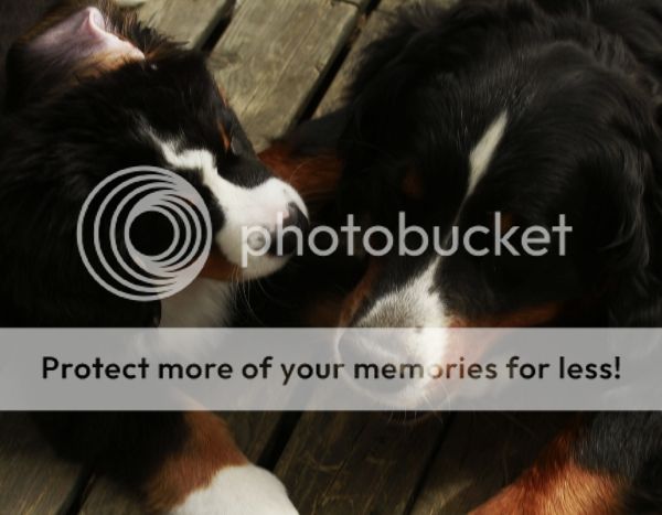 photo 3a47c17d-a87e-4f3c-aed2-9a5f1edb63e8_zps7ea74f1a.jpg
