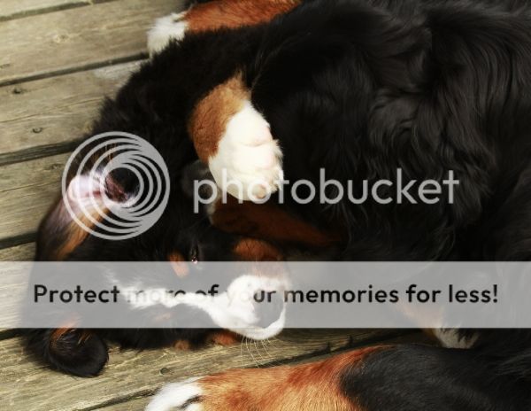 photo eb9ae7aa-4761-452f-a872-86da8a222a1b_zpsaa448256.jpg