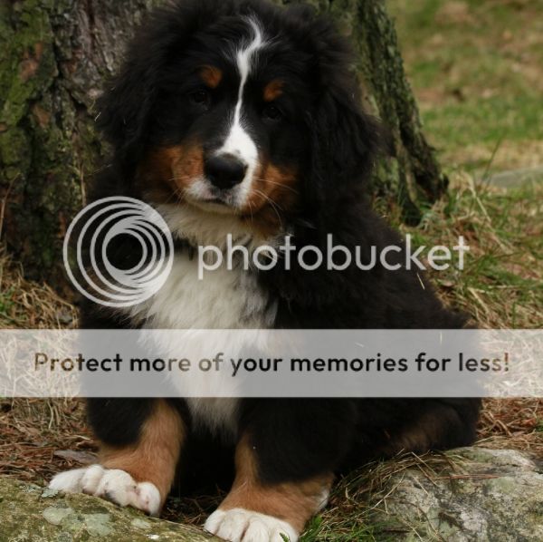 photo de22f78b-530f-4dde-a777-404835a62c19_zpsbcbd40b9.jpg