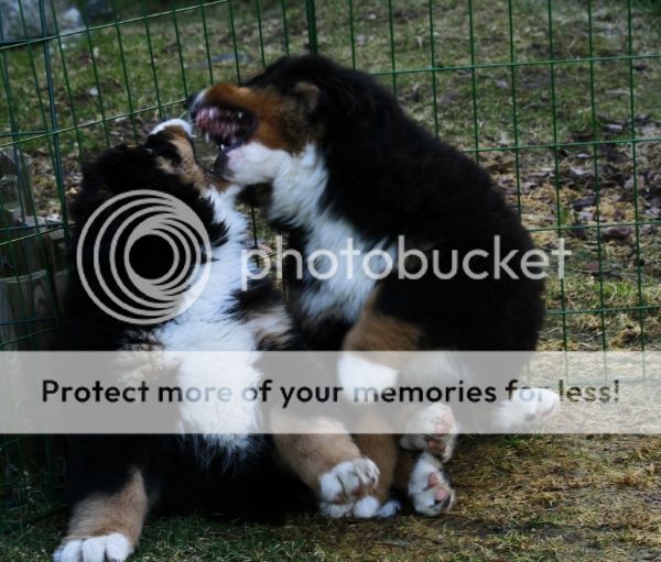 photo 15db9a33-1524-4a6f-9e46-8ebf1b5939f7_zps8bcbecac.jpg