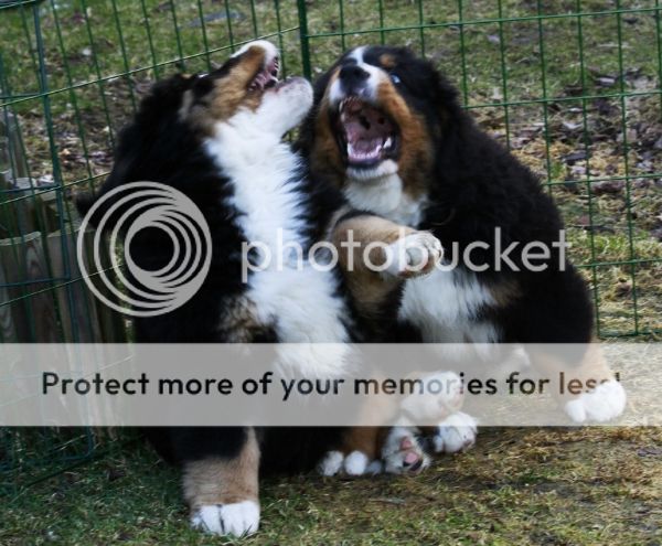 photo ac1c5de6-edf0-4552-83fb-59d53d74b68b_zps3cf6439c.jpg