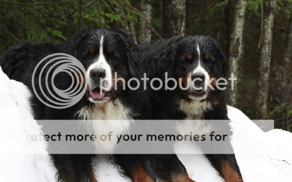 photo e666dc45-e40a-4401-b894-4a2e62ff5b18_zpsb7027287.jpg