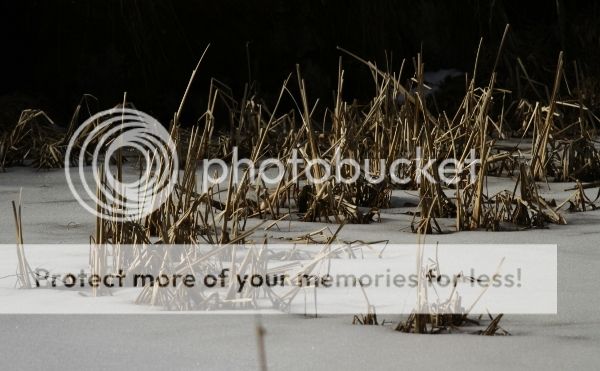 photo 991084b8-f6de-4c58-ae8d-7b06d0244f82_zpsddgvfkid.jpg