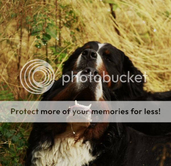 photo bc9476b2-7593-4f7c-8703-77877670a840_zps6b4c66c0.jpg