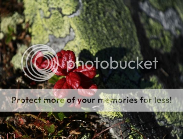photo 93b8540c-8cf3-45b5-aa24-54c16787c70c_zps90a6b3ce.jpg