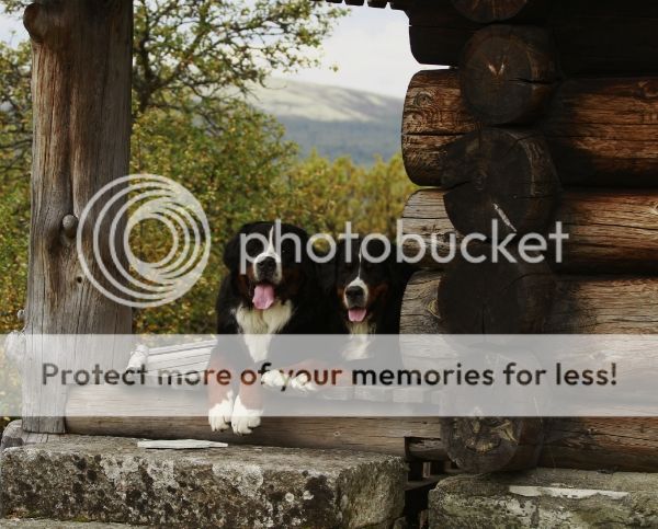 photo 1bd1f476-36c2-45cf-b5e2-e70bc6a0d567_zpsc77ede25.jpg