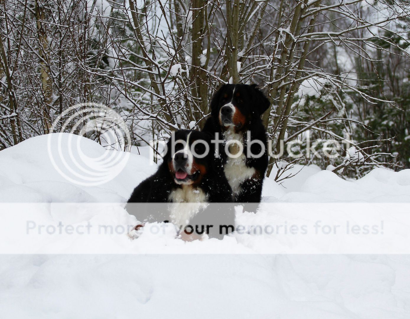031_zps53d27a84.jpg