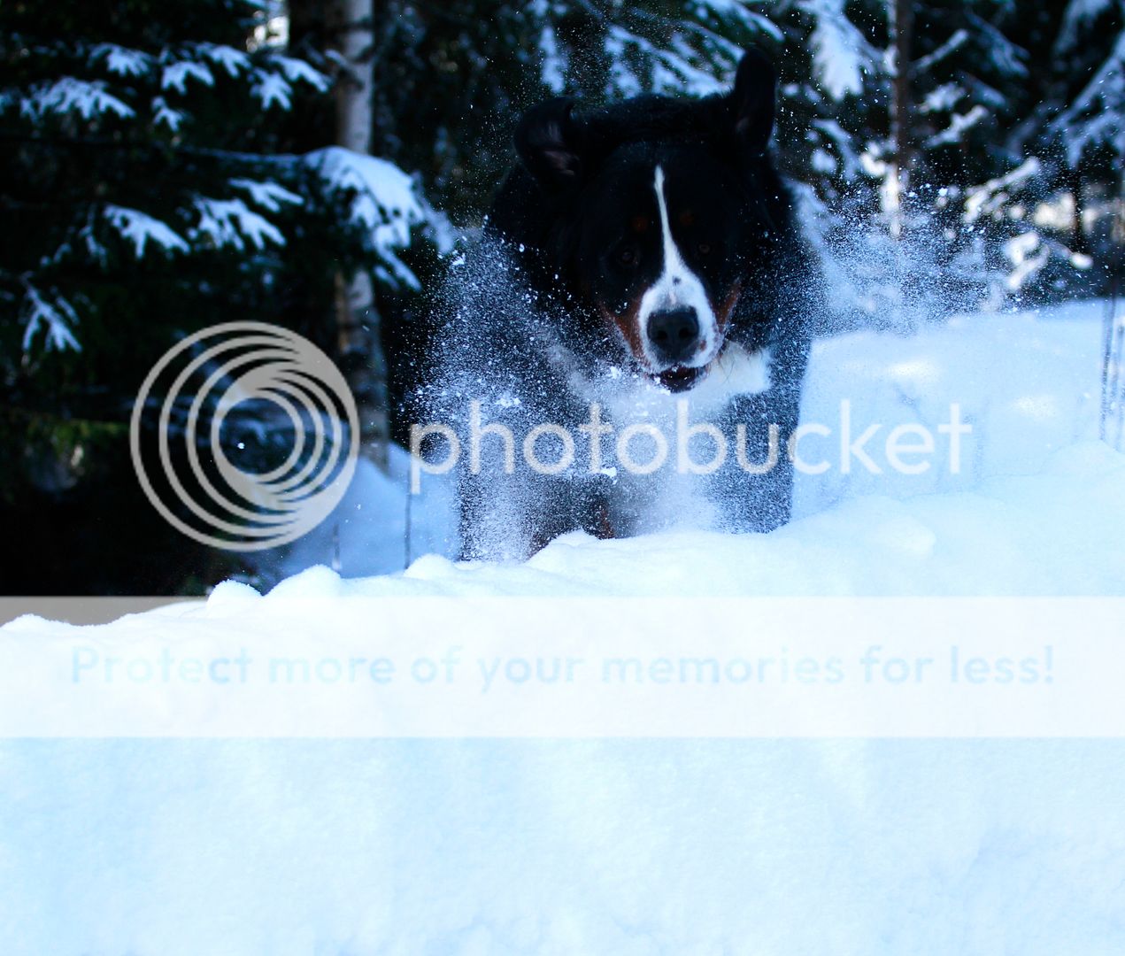 009_zps0c2273f6.jpg