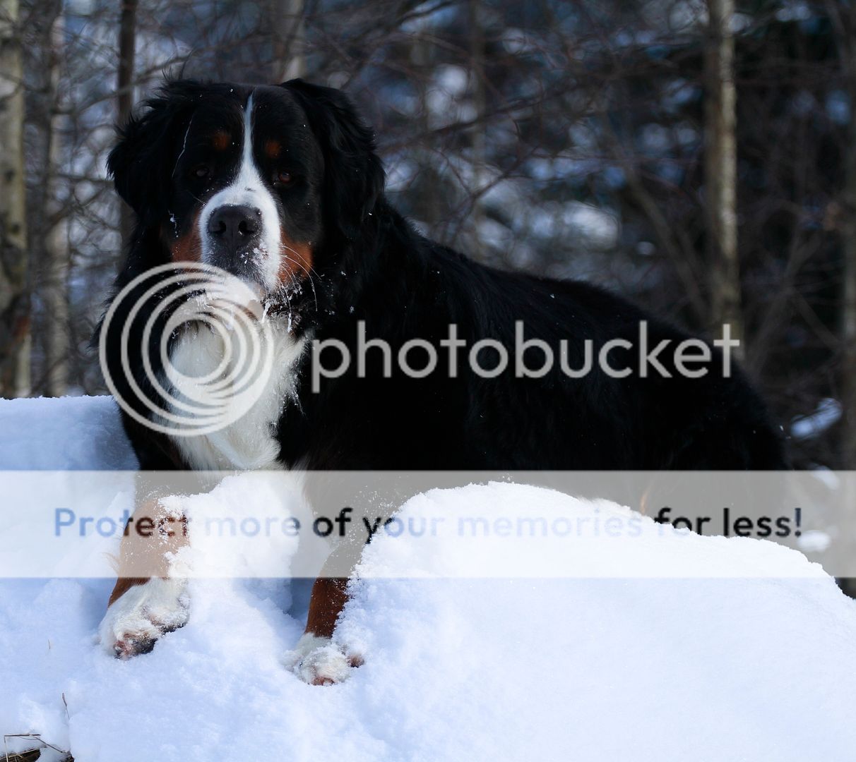 032_zps4a38335c.jpg