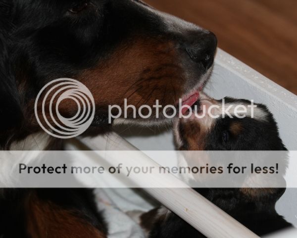 photo ac5c6d9a-51da-45e2-b15e-0b9962fa873a_zps19072aa5.jpg