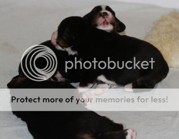 photo d8c5d018-2778-46bc-9ab0-a482b1ef2044_zpsfd2dbbb6.jpg