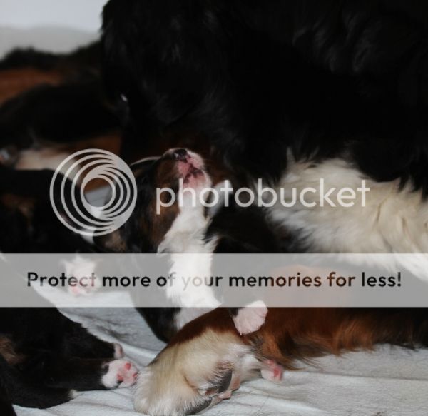 photo ed96ce98-5024-4b96-a8ff-29ea75f5076c_zps42f744fe.jpg