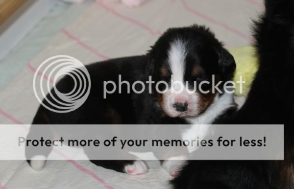 photo 068f8e2f-9885-4fb2-9997-d6511481d8e7_zps8296a8cc.jpg