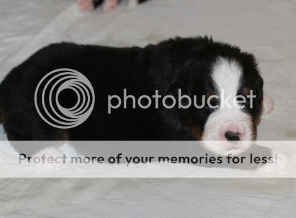 photo d4d02d86-e2c7-439e-9fe4-4820973bc49c_zps530aab77.jpg