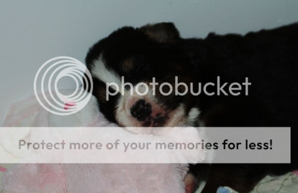 photo b07bd075-e1e2-40ef-b477-09e6af8ae3a5_zps9a95aad2.jpg