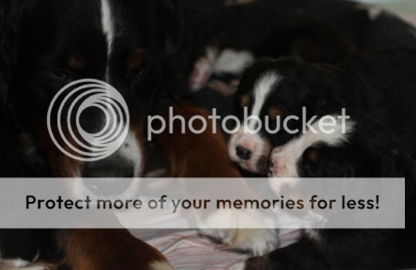 photo 08579e66-91d4-48a5-8cb0-fa12660119c1_zpsbddd6ff8.jpg