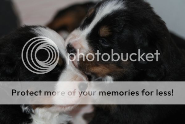 photo 3c68a826-6d04-4986-a53e-3981d20624fb_zpsc293ce90.jpg