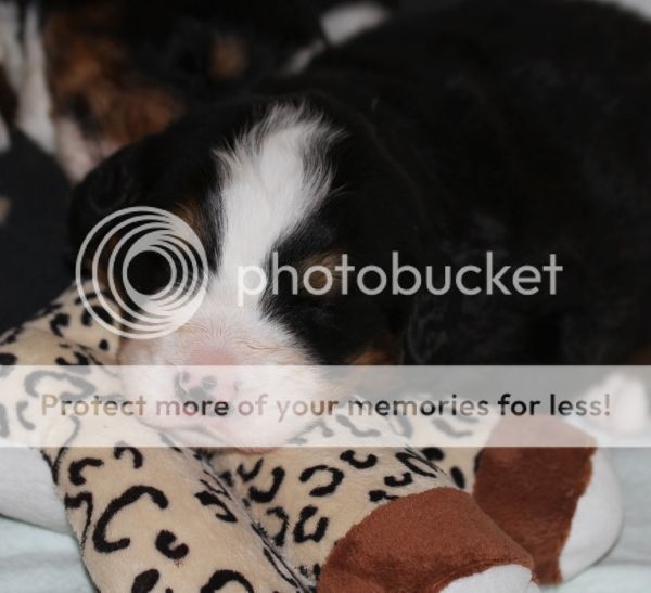 photo 81d40422-c68d-4512-9e47-208b153661a9_zps46757bc4.jpg