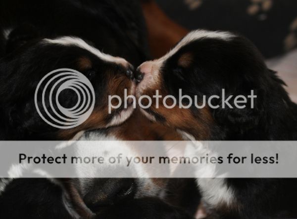 photo a72e686f-0e06-4652-86e3-af95764e0ee9_zps4b31fbac.jpg