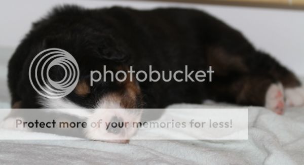photo cf82441c-dc5b-42cb-ab3e-6bdb888e35db_zps517a3832.jpg