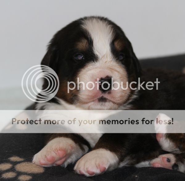 photo d220e8a7-7b66-476c-b595-b05dd2a388ce_zpsa056c746.jpg