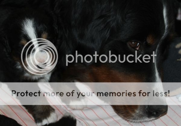 photo e5a5d9cb-31b8-4365-b57a-a6212fef1d51_zps693f2ca5.jpg
