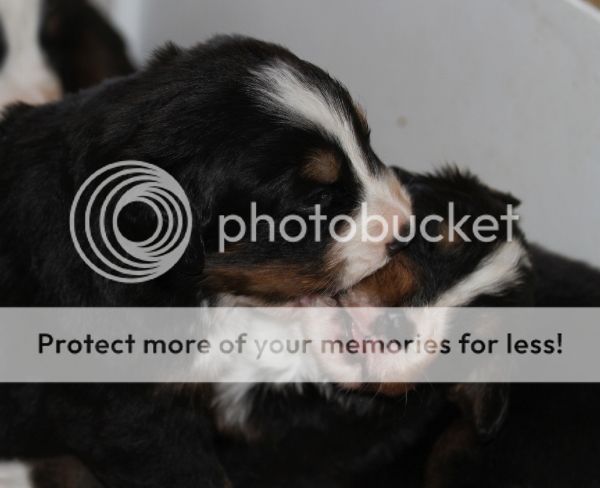 photo efc4fa6b-68e3-45c5-871c-1e0a0cbf538b_zps0de524b3.jpg