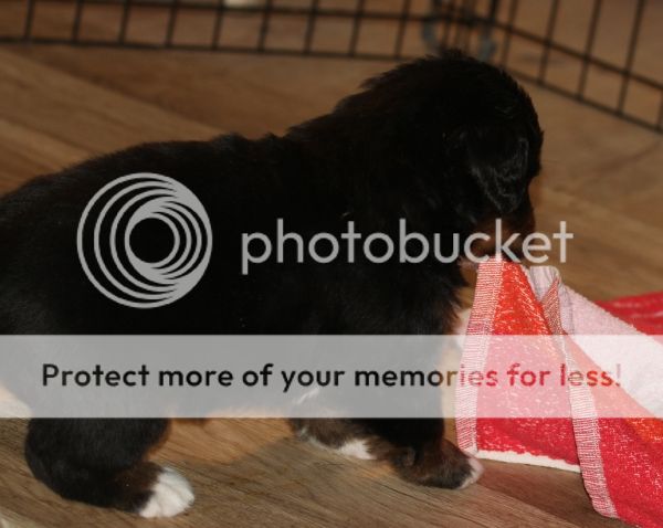 photo 05c4ba10-dca9-4381-9109-0ecf80b4aae1_zpsf01051cc.jpg