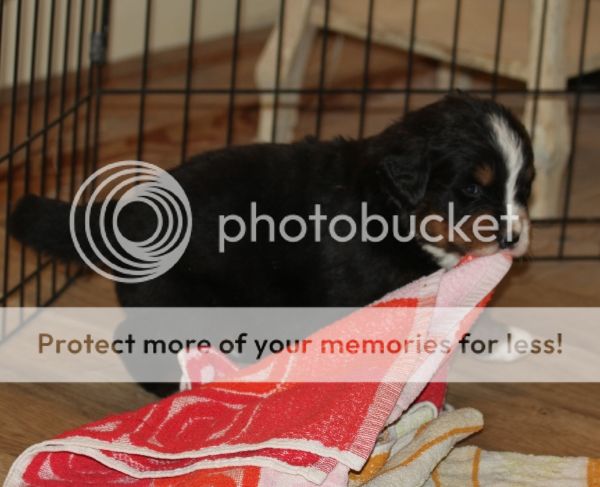 photo 5133b0e2-1c86-42db-bc52-597f32e967db_zps08f826dc.jpg