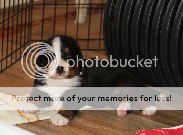 photo caa8acfa-13ea-4343-b215-4d5cd919dd3c_zps4117201a.jpg