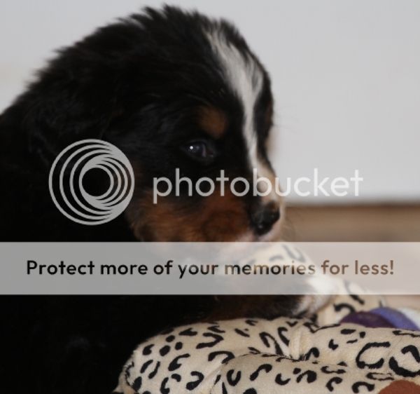 photo 922ca635-80f9-484a-8b76-61b42cb80ae6_zps10fc49c5.jpg