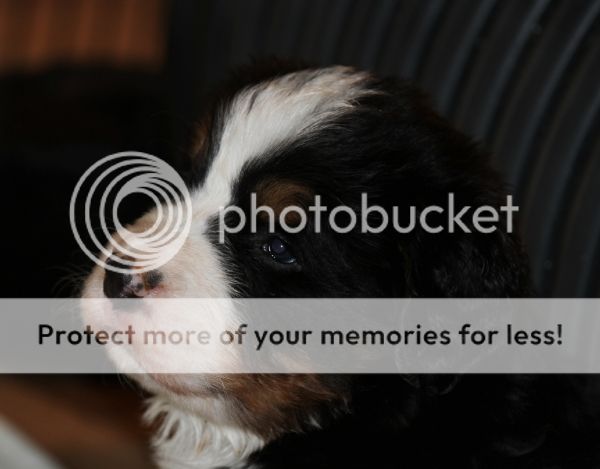 photo 9d40e539-b6fe-4e31-811d-e4f903f0ed8f_zps0d293905.jpg