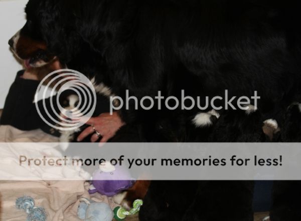 photo f42d1c69-b43e-481d-996b-32b17a47e629_zps4c51dc31.jpg