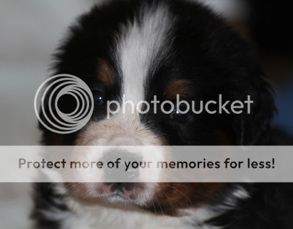 photo 9173fd98-3458-4647-9a61-9b7b31fd28ff_zps2df7ce63.jpg