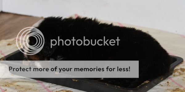 photo d6497edd-2329-42d8-9ad3-6bc1526c2e21_zps37b909d7.jpg