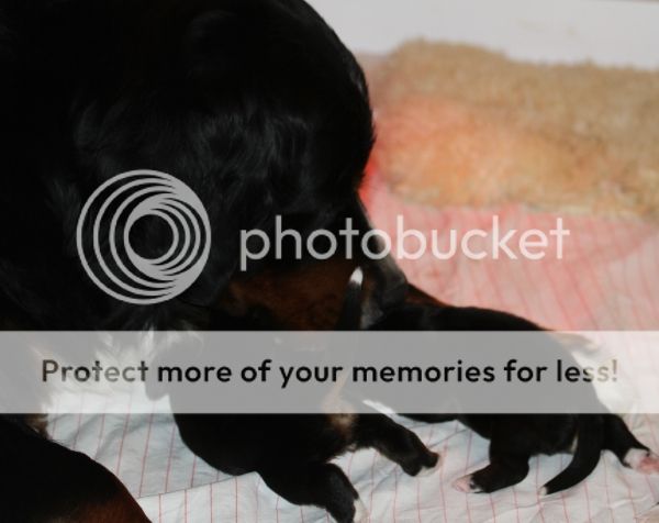 photo 2bcf85ff-7d16-4d19-a3f0-7d4f7508ccc3_zps7bd9480c.jpg