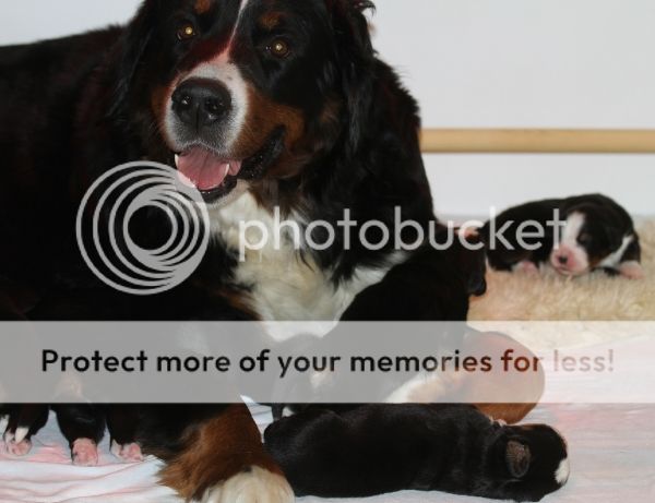 photo 0b7b84d4-ba13-4ab4-9658-499838ed87bd_zps906db5c5.jpg