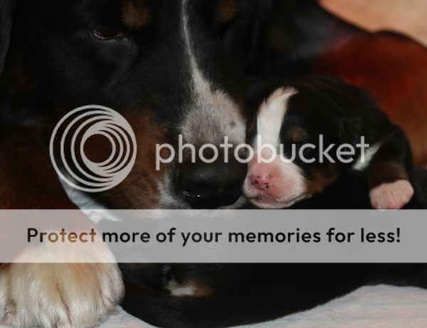 photo af0cd460-105d-4ff7-a038-88391b73855d_zpsc8da74f3.jpg
