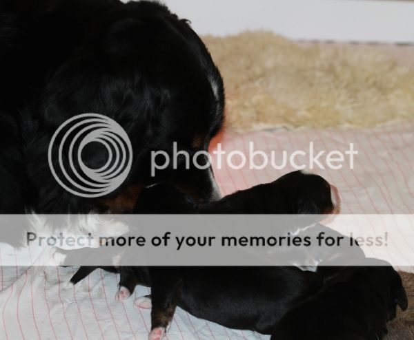 photo 485961a1-5bb4-4828-b7fa-1d116523459b_zps77c64e0c.jpg