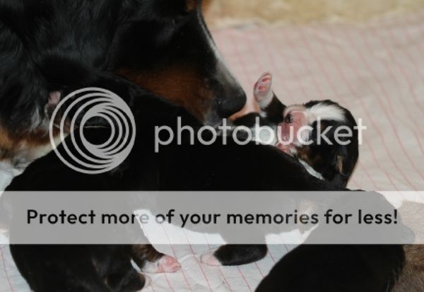 photo a5aea3a5-f686-4bdf-b465-322262fbf1ab_zps289cb7f2.jpg