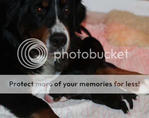 photo c938d46d-d590-411a-b421-679f5b689ed3_zpse2fdb162.jpg
