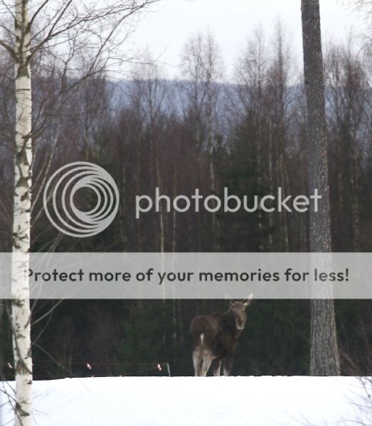photo 62a25aaa-4e64-4823-ac7c-42345ee8e606_zps0212342f.jpg